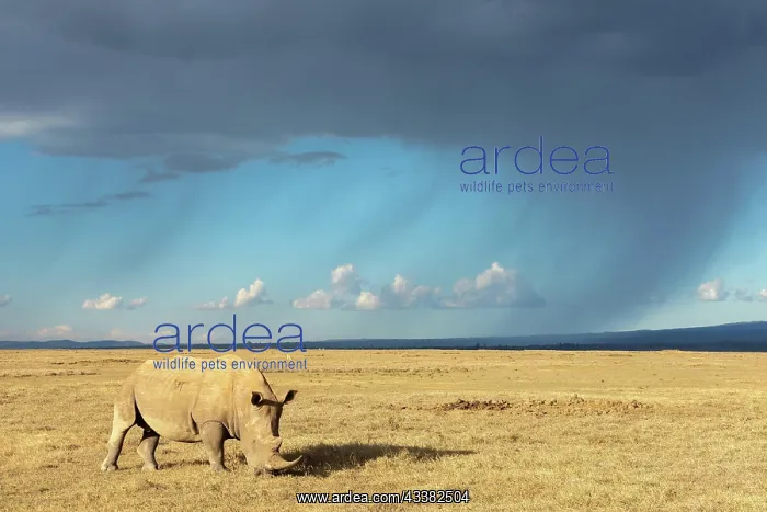 : White rhinoceros (Ceratotherium simum), in front : White rhinoceros (Ceratotherium simum), in front