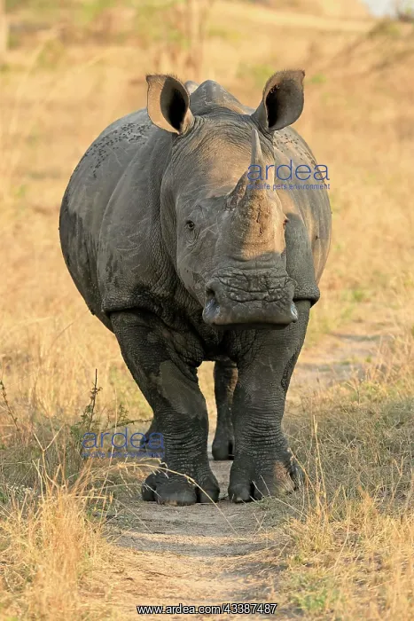  : White rhinoceros (Ceratotherium simum), adult, foraging, S