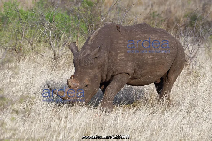 : White rhinoceros (Ceratotherium simum), adult male : White rhinoceros (Ceratotherium simum), adult male
