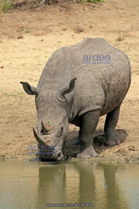 : White rhinoceros (Ceratotherium simum), adult, at t : White rhinoceros (Ceratotherium simum), adult, at t