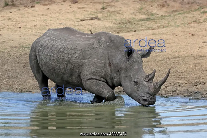 : White rhinoceros (Ceratotherium simum), adult, at t : White rhinoceros (Ceratotherium simum), adult, at t