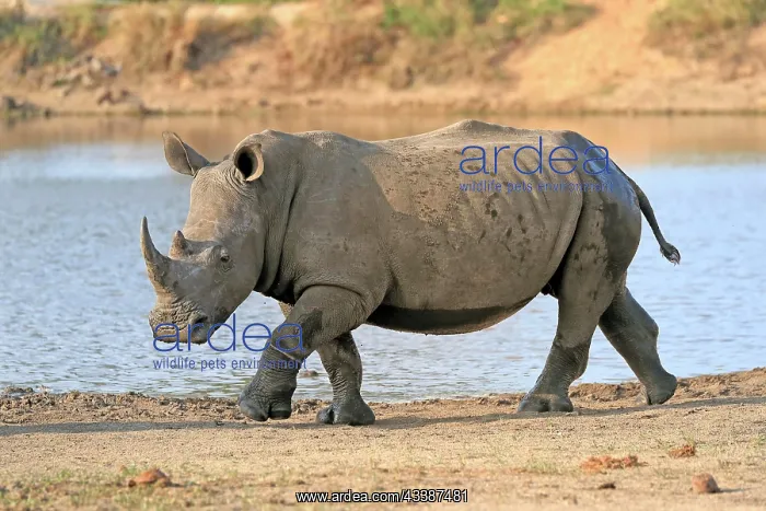 : White rhinoceros (Ceratotherium simum), adult, at t : White rhinoceros (Ceratotherium simum), adult, at t