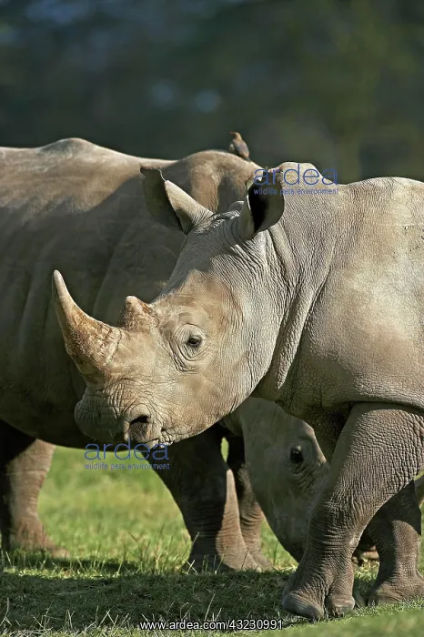 : White Rhinoceros (ceratotherium simum), Adults : White Rhinoceros (ceratotherium simum), Adults