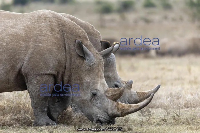 : White rhinoceros (Ceratotherium simum), two animals : White rhinoceros (Ceratotherium simum), two animals