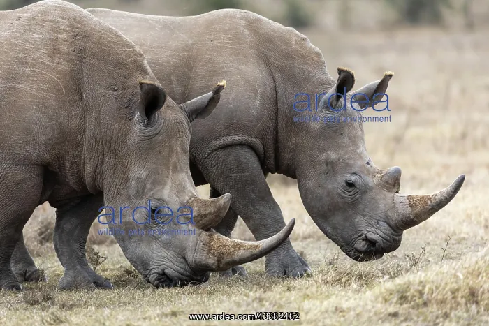 : White rhinoceros (Ceratotherium simum), two animals : White rhinoceros (Ceratotherium simum), two animals