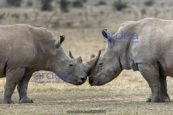: White rhinoceros (Ceratotherium simum), two animals : White rhinoceros (Ceratotherium simum), two animals