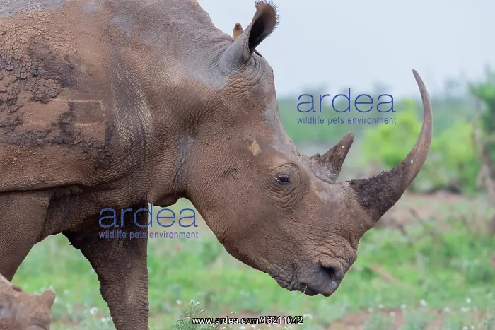 : White Rhinoceros (Ceratotherium simum), close-up : White Rhinoceros (Ceratotherium simum), close-up