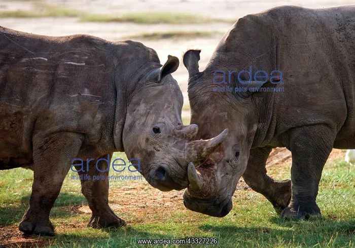 : Two White rhinoceros (Ceratotherium simum) are f : Two White rhinoceros (Ceratotherium simum) are f