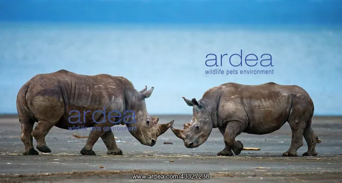 : Two White rhinoceros (Ceratotherium simum) are f : Two White rhinoceros (Ceratotherium simum) are f