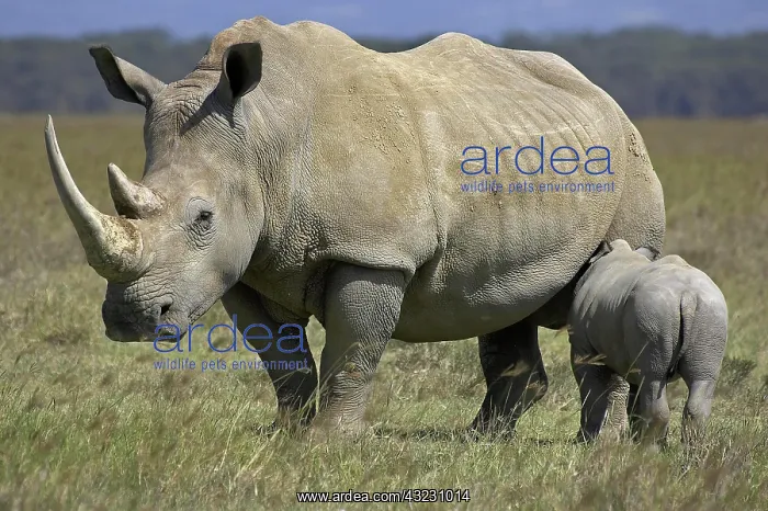 : White Rhinoceros (ceratotherium simum), Female with : White Rhinoceros (ceratotherium simum), Female with