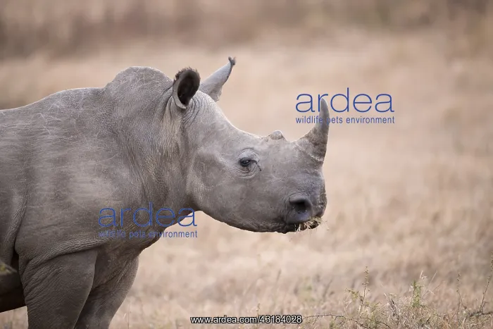 : White rhinoceros (Ceratotherium simum) grazing : White rhinoceros (Ceratotherium simum) grazing