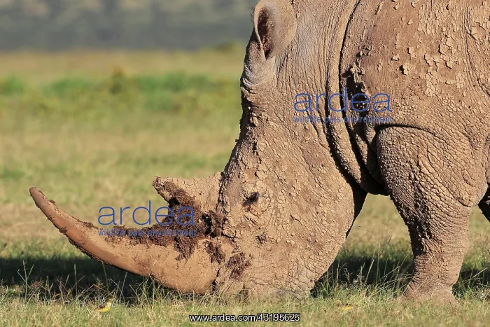 : White rhinoceros (Ceratotherium simum), grazing : White rhinoceros (Ceratotherium simum), grazing