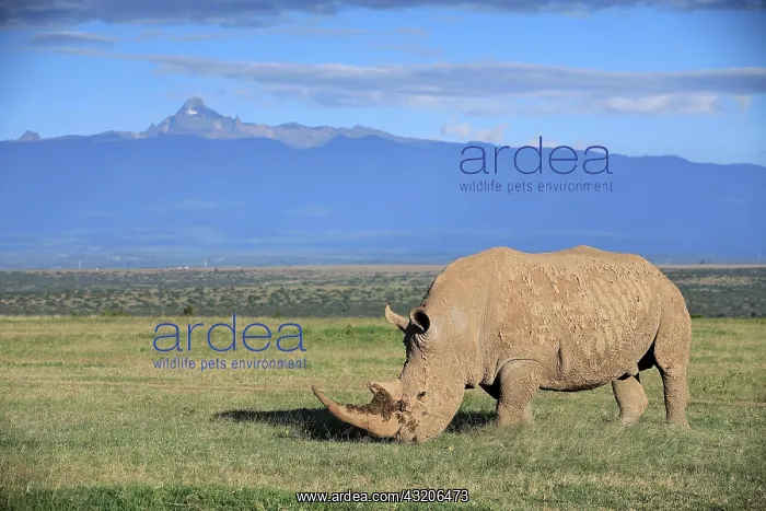 : White rhinoceros (Ceratotherium simum), grazing : White rhinoceros (Ceratotherium simum), grazing