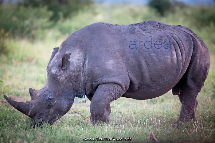 : White rhinoceros (Ceratotherium simum) grazing : White rhinoceros (Ceratotherium simum) grazing