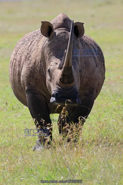 : White rhinoceros (Ceratotherium simum), looking : White rhinoceros (Ceratotherium simum), looking