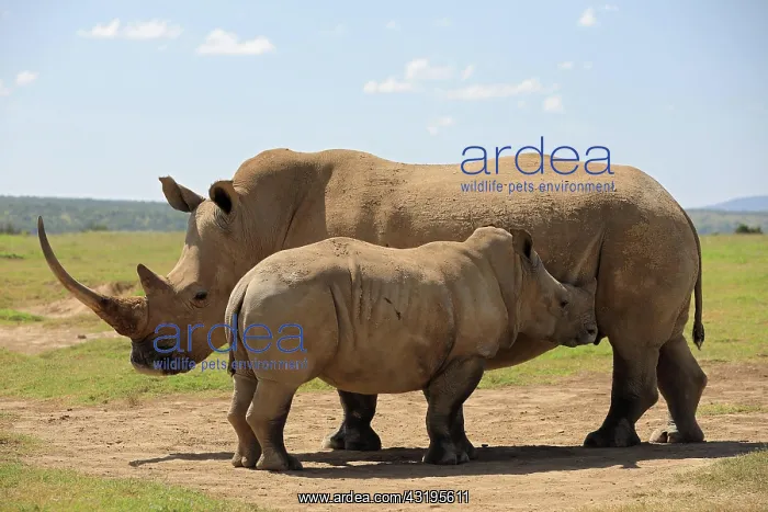 : White rhinoceros (Ceratotherium simum), mother with : White rhinoceros (Ceratotherium simum), mother with