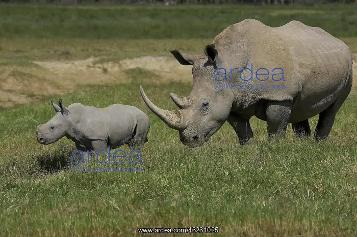 : White Rhinoceros (ceratotherium simum), Mother with : White Rhinoceros (ceratotherium simum), Mother with