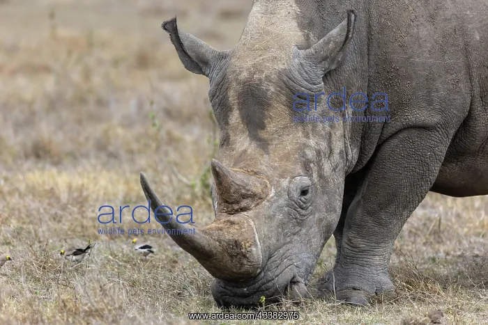 : White rhinoceros (Ceratotherium simum), portrait : White rhinoceros (Ceratotherium simum), portrait