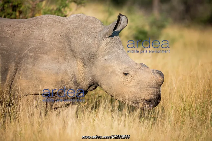  : White rhinoceros (Ceratotherium simum), with sawed
