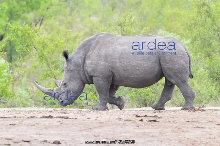 : White Rhinoceros (Ceratotherium simum), side view : White Rhinoceros (Ceratotherium simum), side view