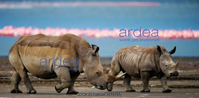 : Two White rhinoceros (Ceratotherium simum) are w : Two White rhinoceros (Ceratotherium simum) are w
