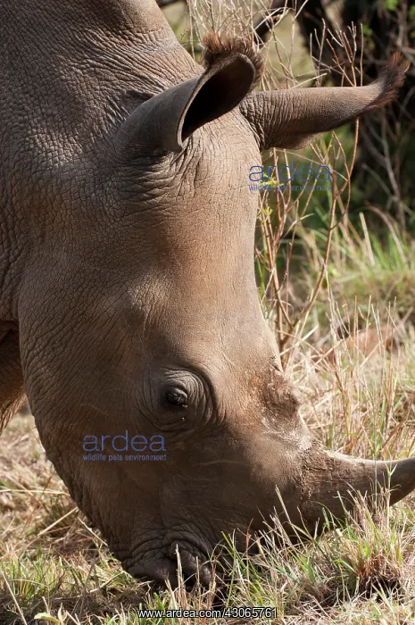 : White Rhinoceros (Cerototherium simium) : White Rhinoceros (Cerototherium simium)