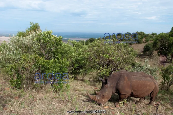 : White Rhinoceros (Cerototherium simium) : White Rhinoceros (Cerototherium simium)