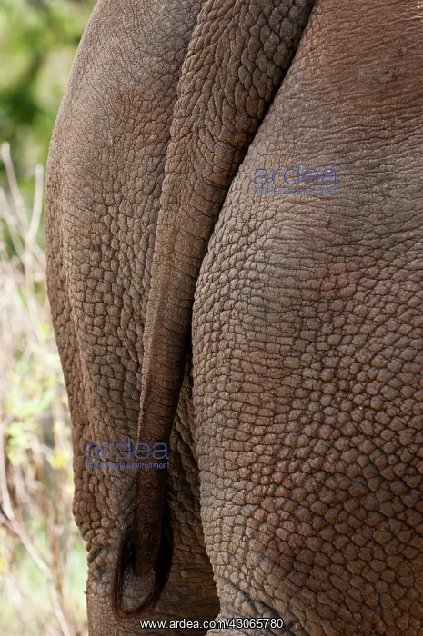 : White Rhinoceros (Cerototherium simium) : White Rhinoceros (Cerototherium simium)