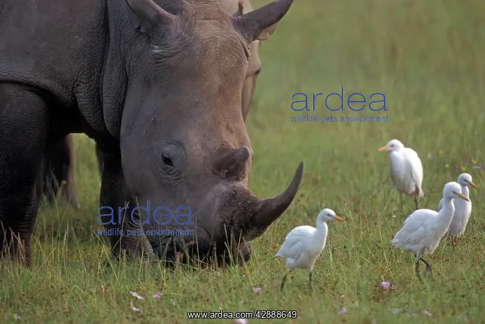 : White Rhinoceros - with Egrets : White Rhinoceros - with Egrets