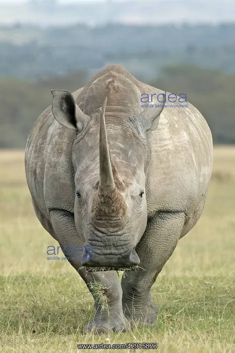 : White rhinoceros - facing camera : White rhinoceros - facing camera