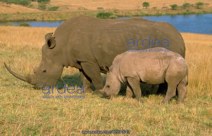 : White RHINOCEROS - Female and calf grazing : White RHINOCEROS - Female and calf grazing