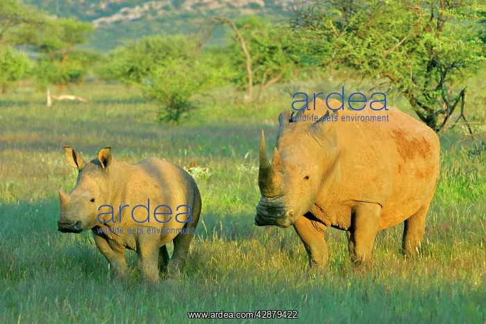 : White Rhinoceros - female and young in savannah : White Rhinoceros - female and young in savannah