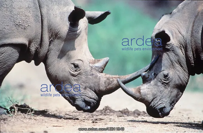: WHITE RHINOCEROS - head to head, facing : WHITE RHINOCEROS - head to head, facing