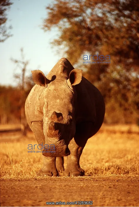 : WHITE RHINOCEROS - head-on : WHITE RHINOCEROS - head-on