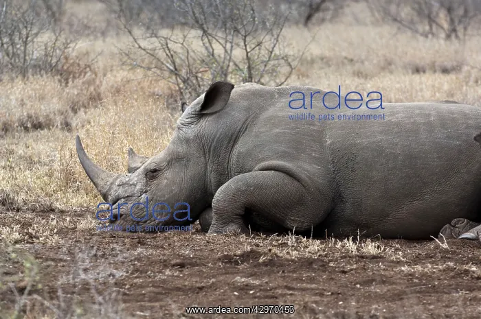 : White Rhinoceros - lying down : White Rhinoceros - lying down