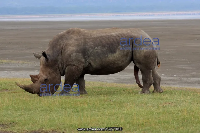 : White Rhinoceros male 2 138 : White Rhinoceros male 2 138