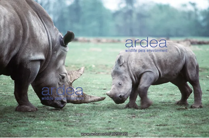 : WHITE RHINOCEROS - mother & baby, facing each other : WHITE RHINOCEROS - mother & baby, facing each other