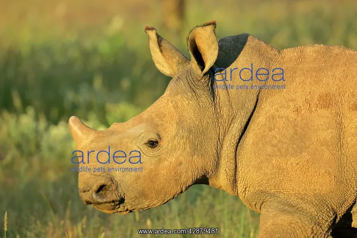: White Rhinoceros - portrait of a young : White Rhinoceros - portrait of a young