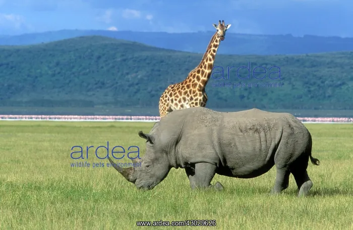 : White Rhinoceros with Rothschild Giraffe and Lesser : White Rhinoceros with Rothschild Giraffe and Lesser
