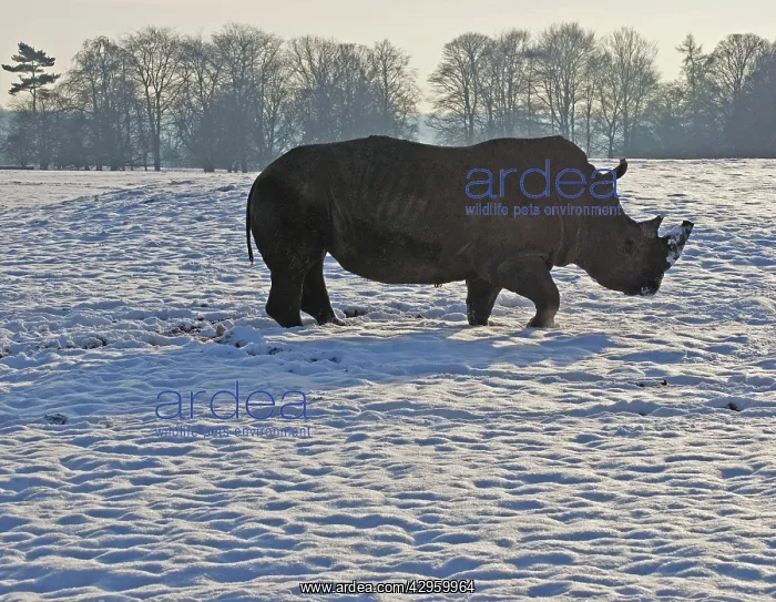 : White Rhinoceros - in snow : White Rhinoceros - in snow