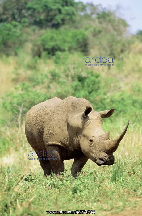 : White Rhinoceros / Square-Lipped Rhino : White Rhinoceros / Square-Lipped Rhino