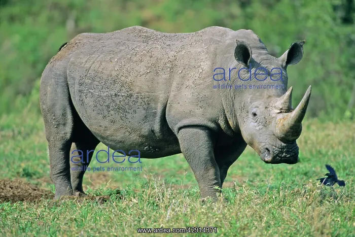  : White Rhinoceros  /  Square-lipped rhino