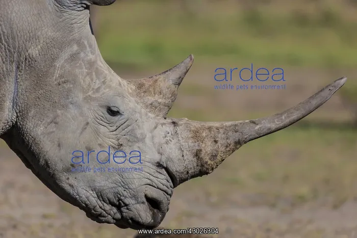 : White Rhinoceros / Square-lipped Rhino : White Rhinoceros / Square-lipped Rhino