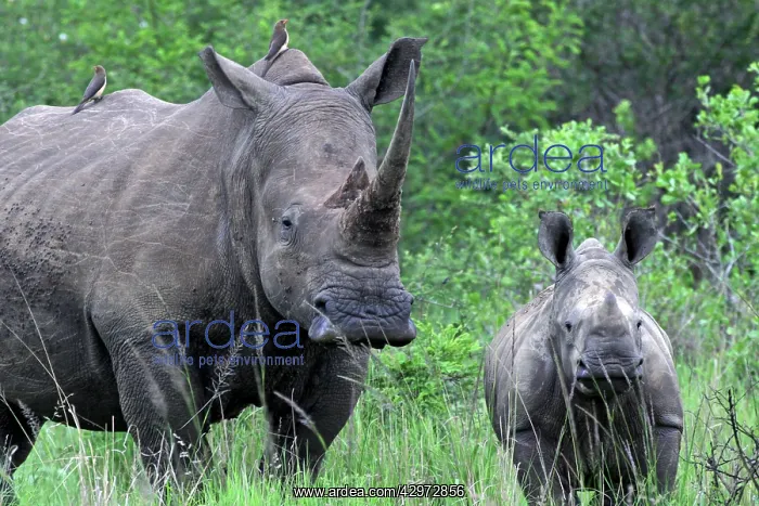  : White Rhinoceros  /  Square-lipped Rhino - mother