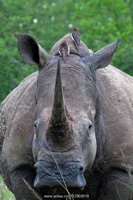 : White Rhinoceros / Square-lipped Rhino - with Oxpeckers : White Rhinoceros / Square-lipped Rhino - with Oxpeckers
