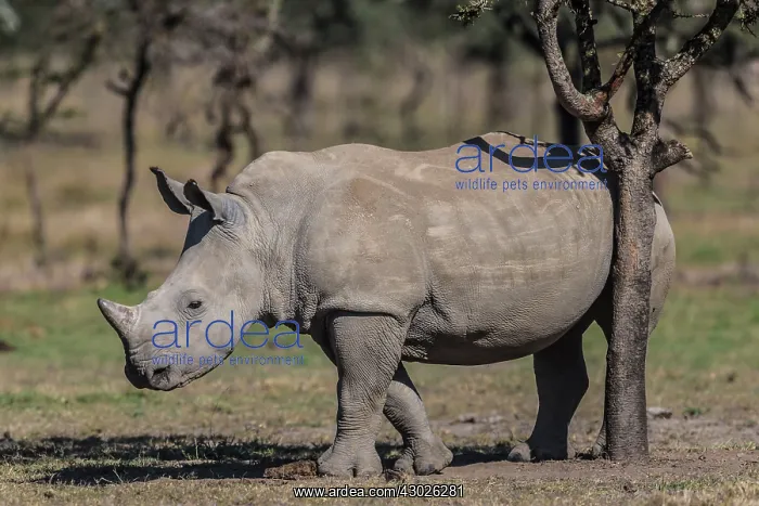 : White Rhinoceros / Square-lipped Rhino scratching : White Rhinoceros / Square-lipped Rhino scratching
