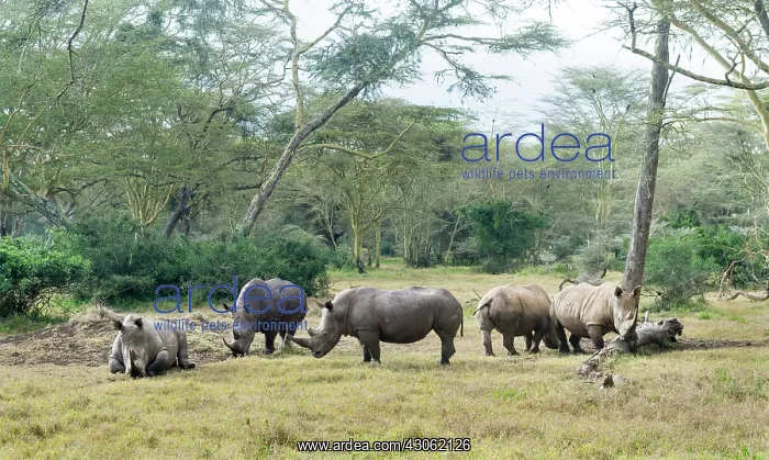 : White rhinoceros or square-lipped rhinoceros : White rhinoceros or square-lipped rhinoceros