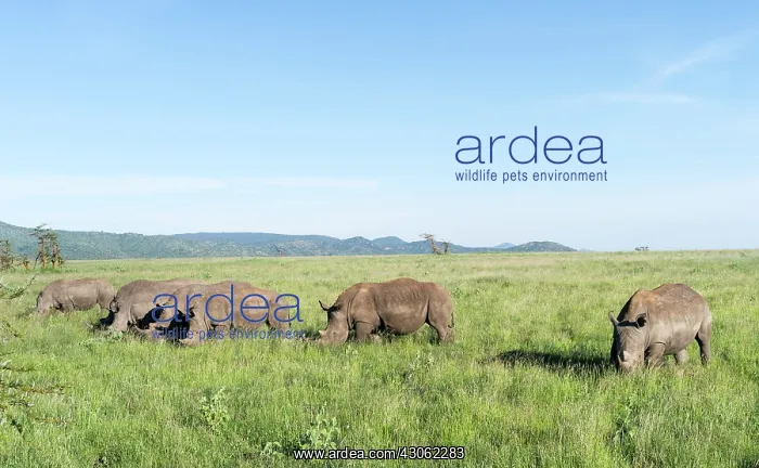 : White rhinoceros or square-lipped rhinoceros : White rhinoceros or square-lipped rhinoceros