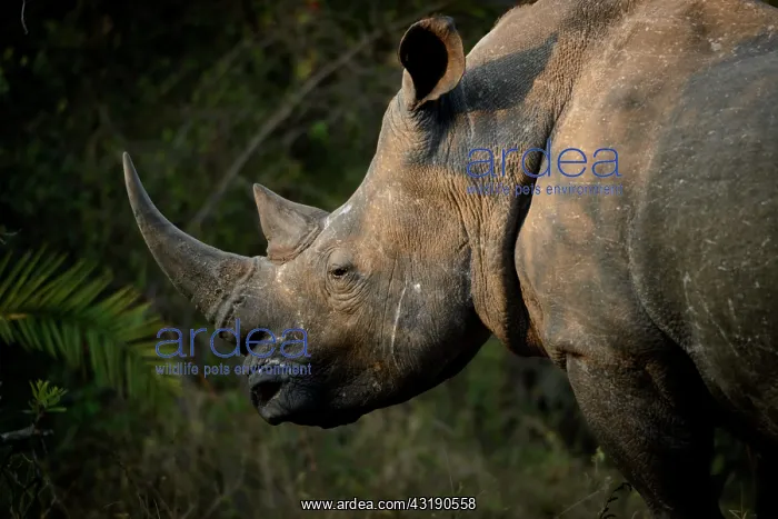  : White rhinoceros or square-lipped rhinoceros or