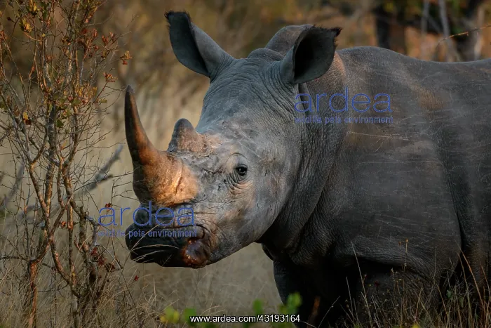 : White rhinoceros or square-lipped rhinoceros or : White rhinoceros or square-lipped rhinoceros or